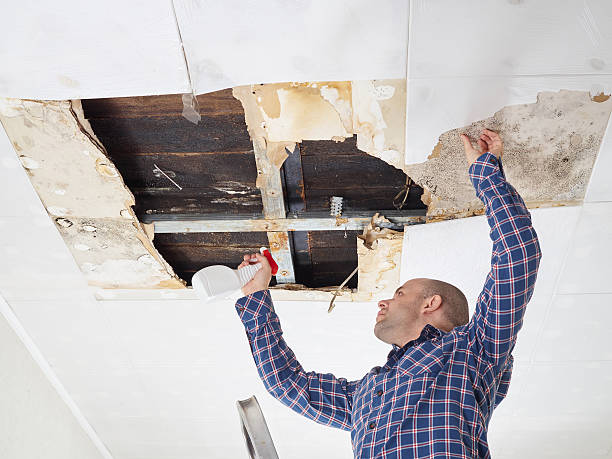 Best Mold Odor Removal Services  in Windsor, VA